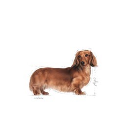 Royal Canin BHN Dachshund Adult -  mokré krmivo pro dospělé psy - 12x85g
