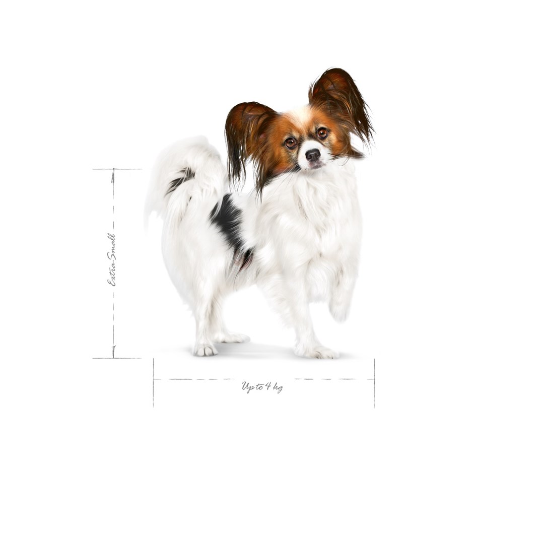ROYAL CANIN Adult x- small SHN  - dry dog food - 3kg ROYAL CANIN Adult x- small SHN  - dry dog food - 3kg